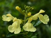 Salvia Lemon Light